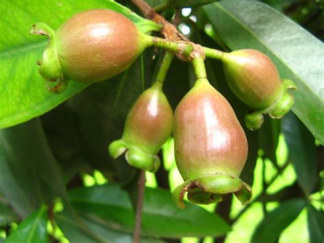 Jambo - Rose Apple fecunded flower (Syzygium jambos) parqu… | Flickr