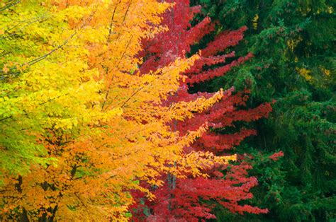 Why Do Leaves Change Color? – Garden & Gun