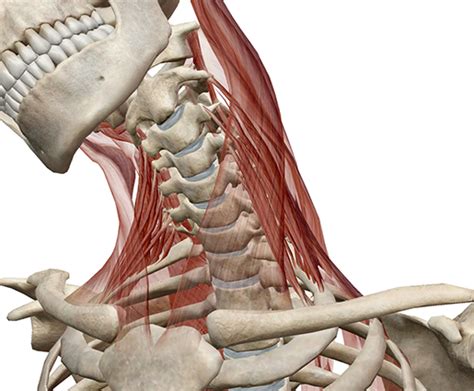 Learn Muscle Anatomy: Scalene Muscles