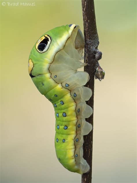 Spicebush Swallowtail Caterpillar