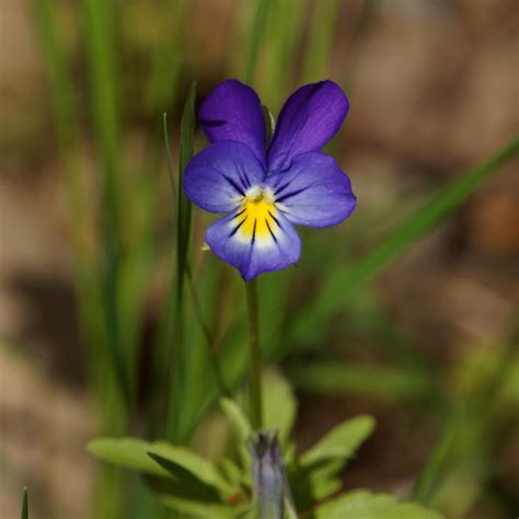 Violet - planting, sowing and advice on caring for it