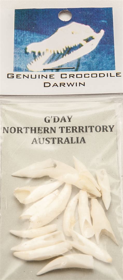 Australian Saltwater Crocodile Tooth – Crocodile Darwin