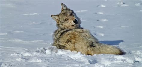 Audio Tale: Wolf Encounter in Glacier Bay National Park