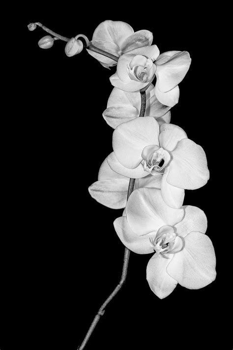 Orchid study in Black & White - Limited Edition of 10 Photography by Daniel Ashe | Saatchi Art