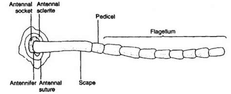 Structure and modifications of insect antennae