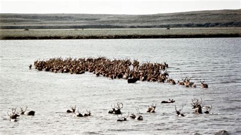 Inuvialuit organization takes control of storied reindeer herd in Arctic Canada – Eye on the Arctic