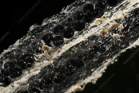 Toad eggs - Stock Image - C010/9377 - Science Photo Library