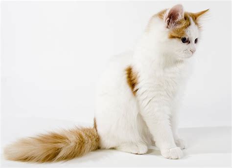 Turkish Van Cat - A Complete Guide To An Amazing Breed