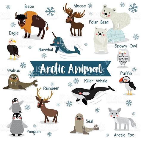 Arctic Animal cartoon on white background with animal name. Penguin,... | Arctic animals, Artic ...