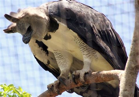 7 Fakta Elang Harpy, Predator Puncak Pemangsa Monyet