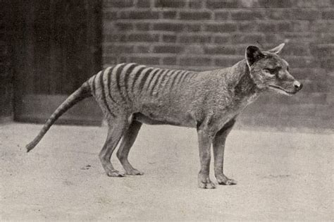 Animals That Have Gone Extinct in the Last 100 Years | Reader's Digest