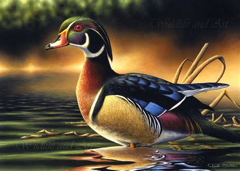 Wood Duck Art Canvas Print Waterfowl Wildlife by WildlifeandArt