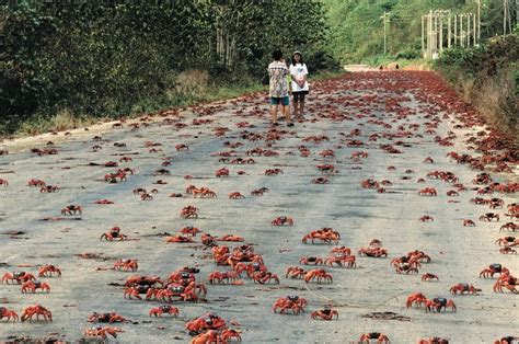 red-crab-migration-in-Christmas-Island-Australia