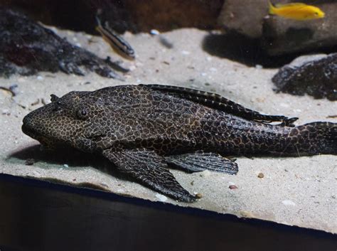 Spotted sailfin suckermouth catfish (Pterygoplichthys gibbiceps), 2019-12-30 - ZooChat