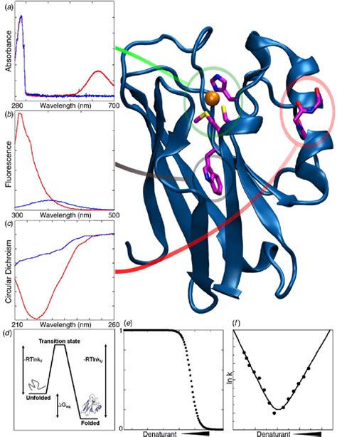 Analysis of protein folding and stability in vitro. (a) Visible... | Download Scientific Diagram