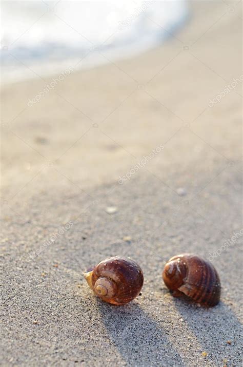 Clam shell on sunny beach in morning Stock Photo by ©pimnana 57821493