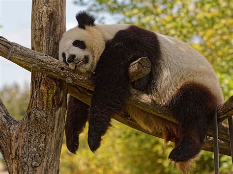 Beauval ZooPark in Centre-Val de Loire, France | Sygic Travel