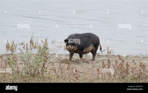 Feral pig (boar-pig hybrid) digs the ground in in-shore zone next to ...