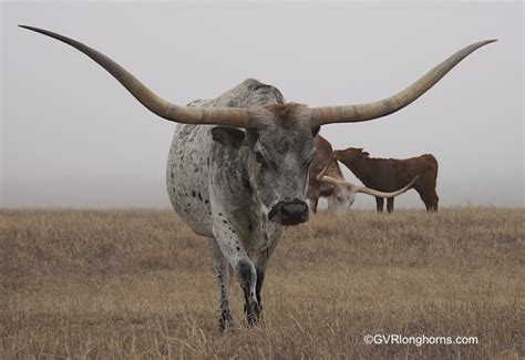 What is the Value of Texas Longhorn Cattle in 2023? cost guideline