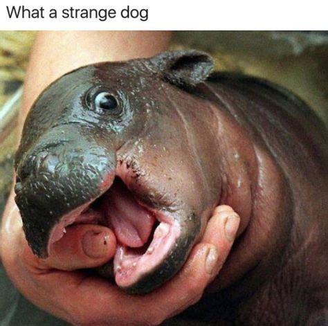 39 Hippo memes ideas | hippo, funny animals, bones funny