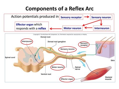 Components Of Reflex Arc