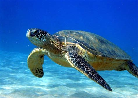 Pin by Adriana Anindya on Our Precious Sea Turtles | Sea turtle ...