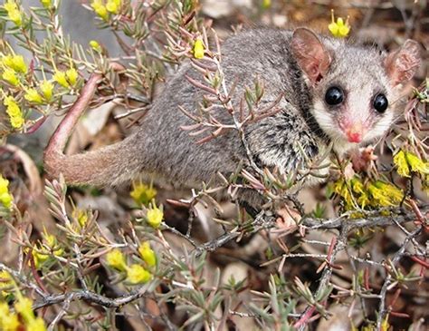 EASTERN PYGMY POSSUM LIFE EXPECTANCY