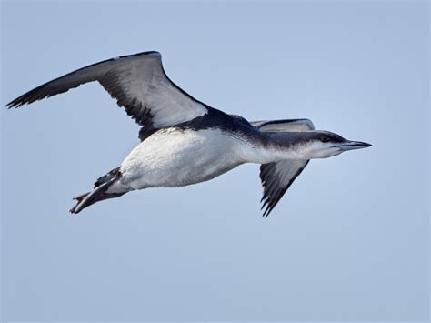 Arctic Loon Bird Facts (Gavia arctica) | Bird Fact