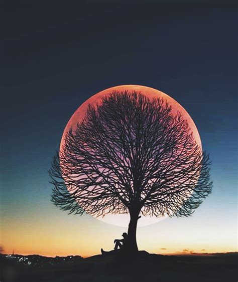 Moonlight tree silhouette : pics Moon Photography, Creative Photography, Landscape Photography ...