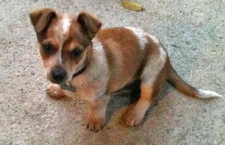 Red Heeler Chihuahua Mix - Pets Lovers