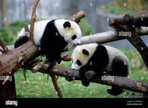 CHINA, SICHUAN PROVINCE, WOLONG PANDA RESERVE, GIANT PANDA CUBS (Ailuropoda melanoleuca), 6 ...