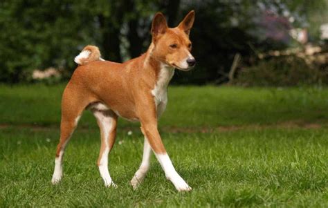 55+ What Can A Basenji Dog Do - l2sanpiero