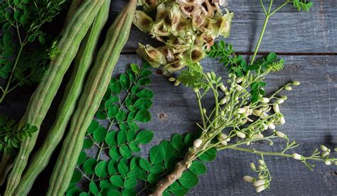 Moringa Oleifera, The Miracle tree? | reNature