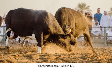 Bull Fighting Stock Photo 534524431 | Shutterstock