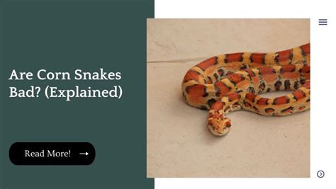 Are Corn Snakes Bad? (Explained) | Unified Pets