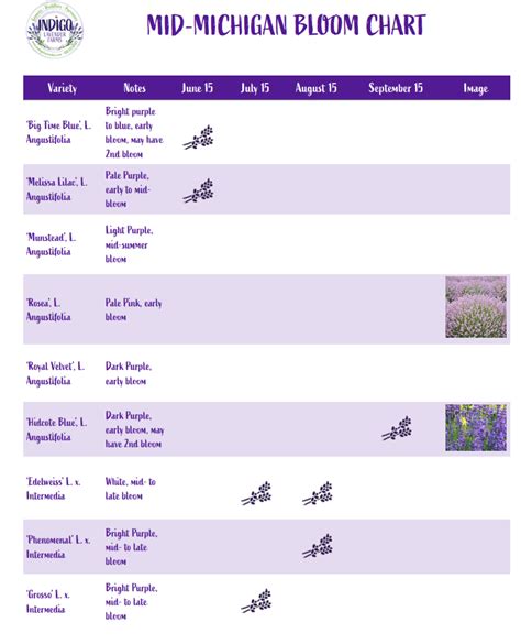 Lavender Bloom Chart | Indigo Lavender Farms