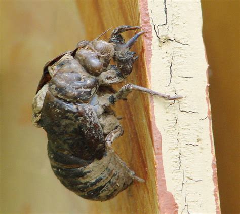 Cicada nymph stage | dpwagtail | Flickr