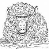 Coloring Page Line Drawing Of A Baboon With Furry Face  Premium AI sketch template