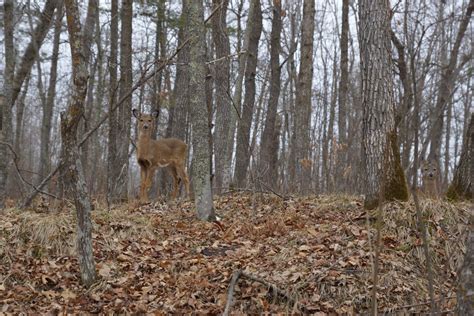 Free Images : nature, forest, grass, wilderness, trail, animal, wildlife, wild, autumn, brown ...