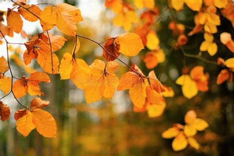 Autumn Time. Fall Forest. Autumn Leaves on a Blurred Autumn Forest ...