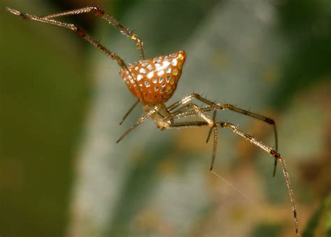 Wildlife of Malaysia