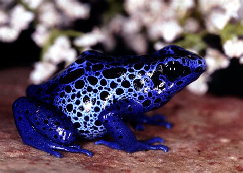 Deadliest animals | Poison arrow frog, Poison dart frogs, Deadly animals