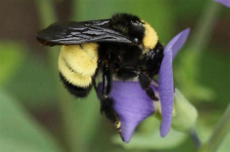 American Bumble Bee Guide - New York Natural Heritage Program