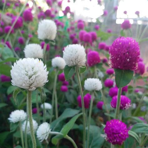 Gomphrena Seeds, White, Flower Seeds#181 – Rooted Retreat