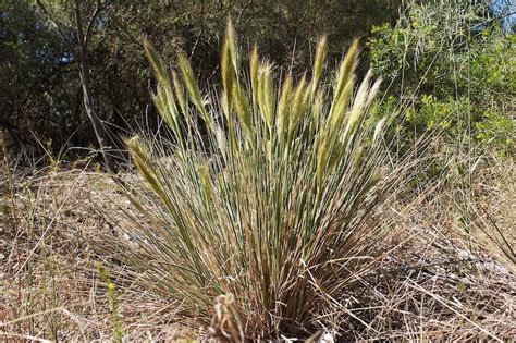 Australian Native Grasses List (Identification Guide) | Ultimate Backyard