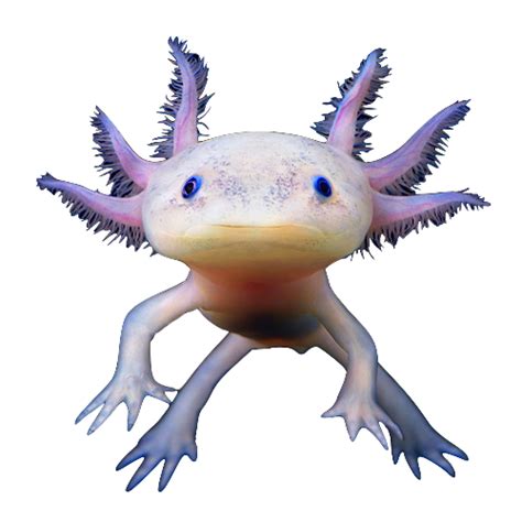 axolotl | Axolotl, Reptile show, Reptiles pet