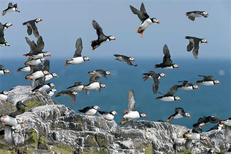 Atlantic Puffins In Flight Photograph by Steve Allen/science Photo Library - Fine Art America