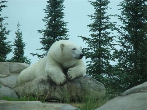 Canadian Polar Bear Habitat (Cochrane) - 2021 Qué saber antes de ir - Lo más comentado por la ...