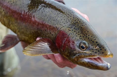 The Black Spotted Gila Trout in Arizona and New Mexico: Endangered and Threatened Species With ...