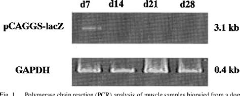 Figure 1 from Expression of LacZ gene in canine muscle by intramuscular inoculation of a plasmid ...